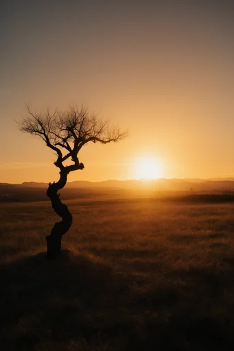 Luminous Amber Silhouette style reference image — golden hour glow