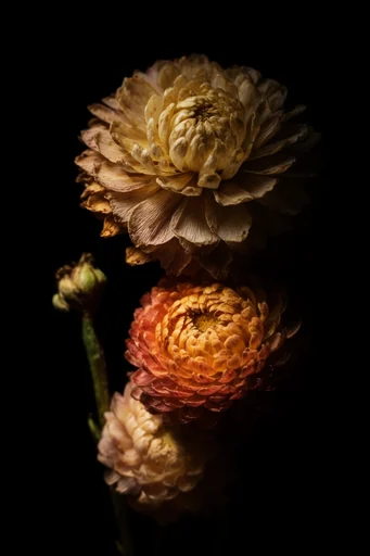 Dramatic Naturalist Chiaroscuro style reference image — intimate studio portrait