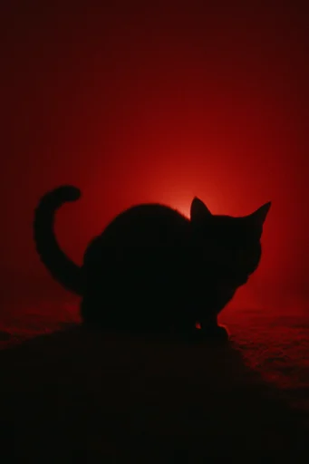 Crimson Thermal Noir style reference image — minimalist graphic composition
