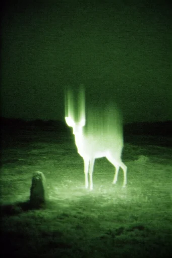 Eerie Luminescent Nocturne style reference image — nocturnal liminality