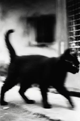 Kinetic Noir Realism style reference image — shutter drag