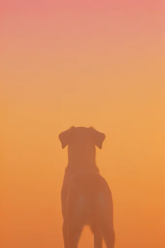Atmospheric Amber Minimalism style reference image — warm color field