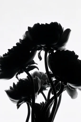 Graphic Avant-Garde Silhouette style reference image — minimalist monochromatic