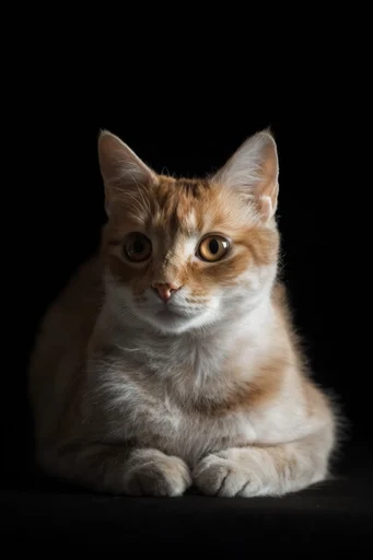 Dramatic Chiaroscuro Realism style reference image — warm earthy tones