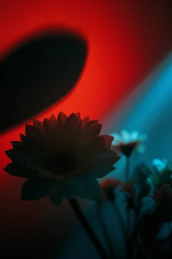 Cinematic Neon Noir style reference image — mysterious chiaroscuro