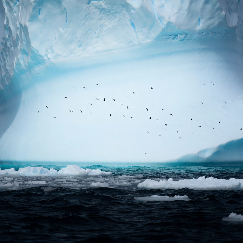 A colossal, pale cyan iceberg towers over a dark navy ocean as tiny black seabirds fly across its luminous face. The massive ice wall dominates the upper frame, featuring smooth sweeping curves, soft shadows, and subtle horizontal striations. Below, the nearly black water churns with choppy waves, white foam, and floating fragments of flat sea ice. The scattered silhouettes of the flying birds create a stark sense of dramatic scale against the colossal glacial backdrop. This nature photography uses soft, diffused polar lighting and a freezing, monochromatic cool color palette to emphasize the intense contrast between the glowing ice and the deep inky sea.