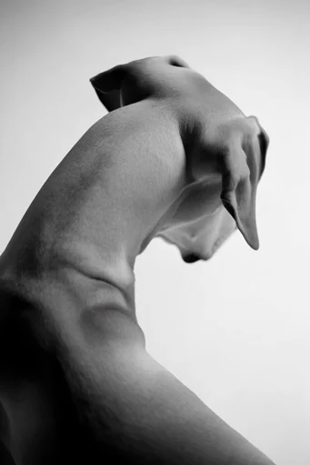 Monochrome Surrealist Duality style reference image — ethereal textures