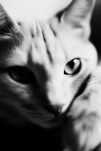 Experimental Noir Monochromes style reference image — surreal photomontage