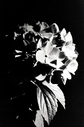 Gritty Chiaroscuro Pointillism style reference image — surreal minimalism