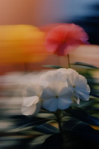Luminous Nocturnal Fluidity style reference image — cinematic soft focus