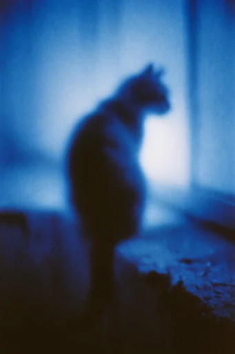 Ethereal Cyanotype Noir style reference image — soft focus bloom
