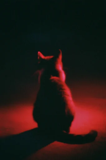 Crimson Noir Dreamscape style reference image — infrared photography aesthetic