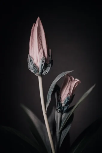 Moody Nocturnal Elegance style reference image — atmospheric texture
