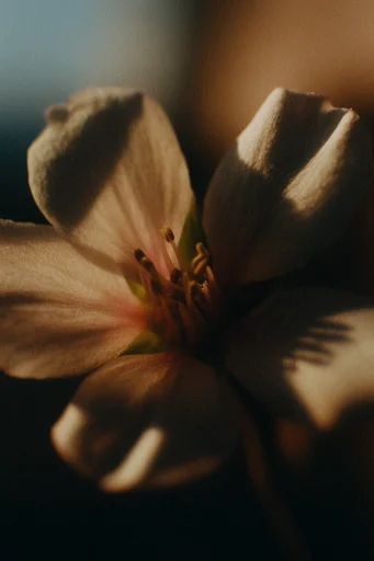Cinematic Macro Realism style reference image — cinematic film grain