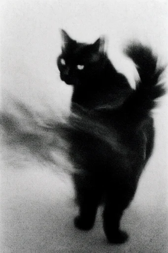 Haunting Monochrome Pictorialism style reference image — stark silhouette