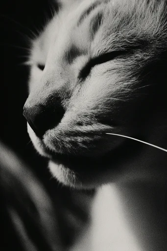 Visceral Monochromatic Noir style reference image — raw intimate portraiture