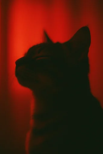 Crimson Kinetic Noir style reference image — cinematic haze