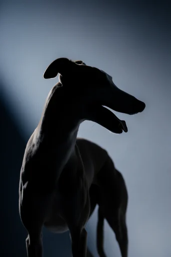 Ethereal Cyan Silhouette style reference image — sharp profile