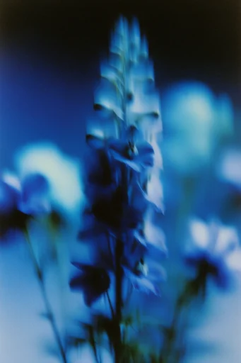 Spectral Blue Noir style reference image — soft focus haze