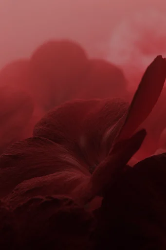 Monochromatic Crimson Noir style reference image — high-contrast lighting