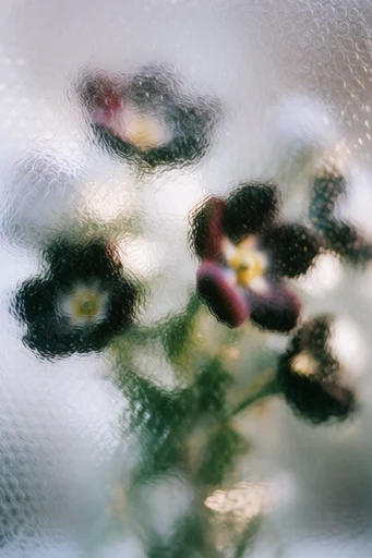 Tactile Refractive Obscurity style reference image — grainy film aesthetic