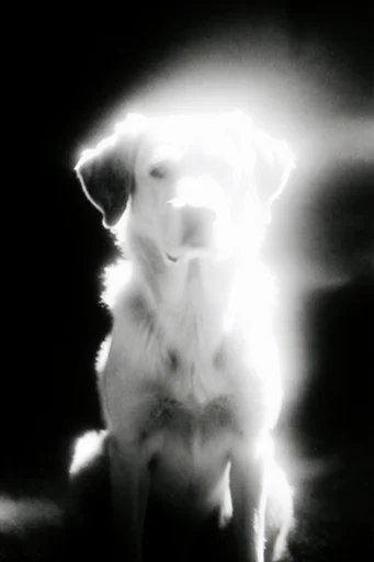 Ethereal Noir Luminescence style reference image — atmospheric noir