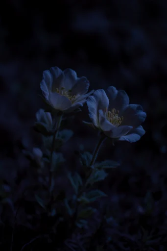 Cinematic Cobalt Noir style reference image — shallow depth of field