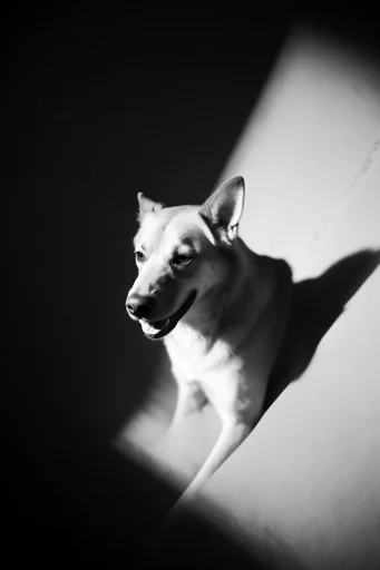 Cinematic Chiaroscuro Noir style reference image — high-contrast monochrome