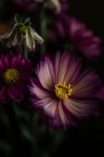 Nocturnal Botanical Chiaroscuro style reference image — moody nocturnal aesthetic