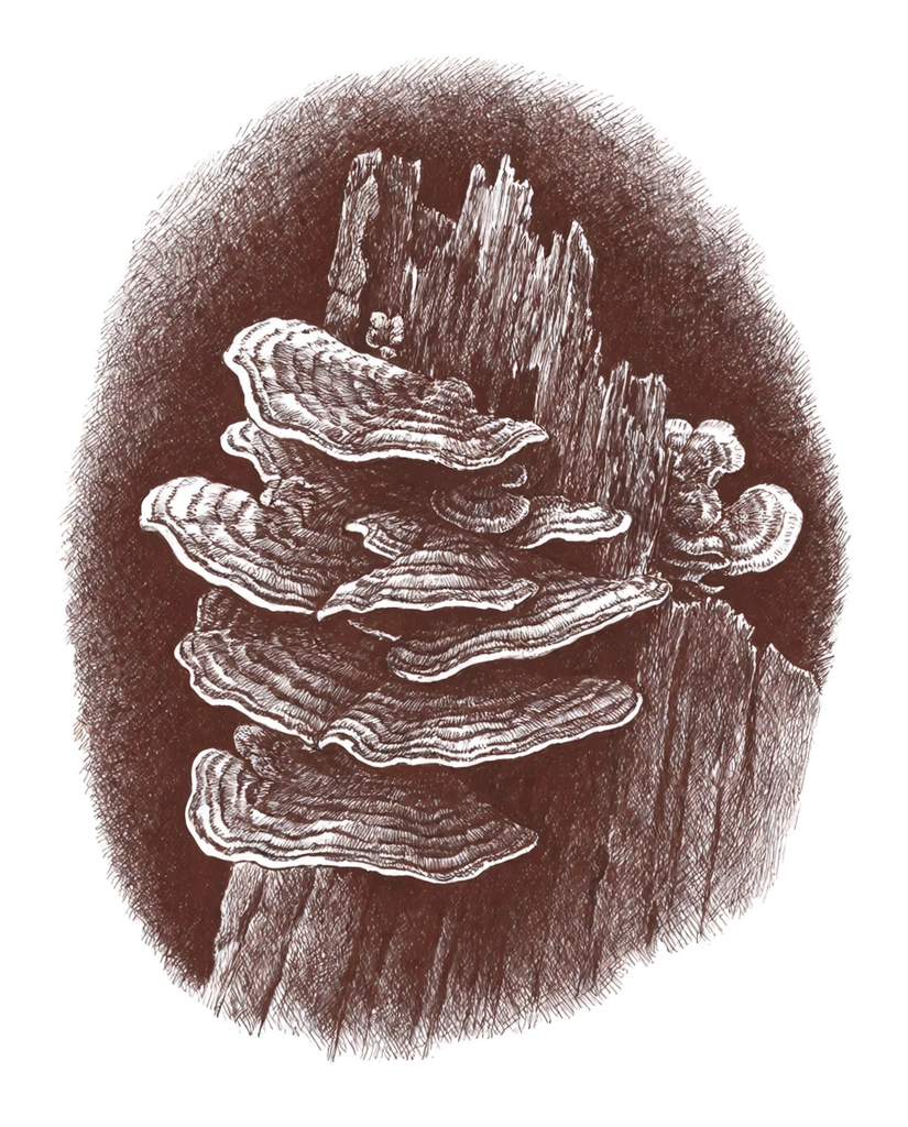 Monochromatic brown ink drawing of overlapping bracket fungi clinging to a jagged, decaying tree stump. Dense cross-hatching shades the textured mushroom caps and vertically grooved bark, creating a dark, vignette-like halo around the central subject against a stark white background in a detailed botanical illustration style.