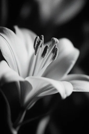 Intimate Chiaroscuro Noir style reference image — intimate close-up