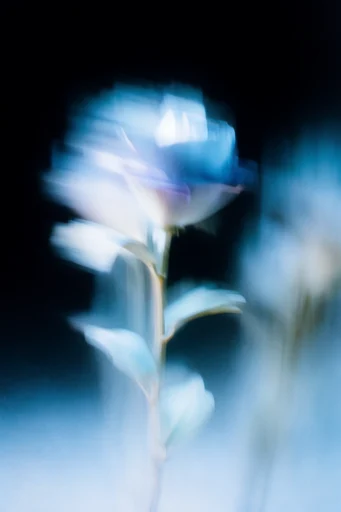 Spectral Bioluminescent Noir style reference image — stark black background