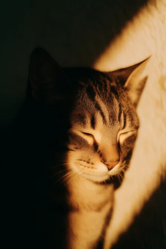Intimate Cinematic Nostalgia style reference image — introspective mood