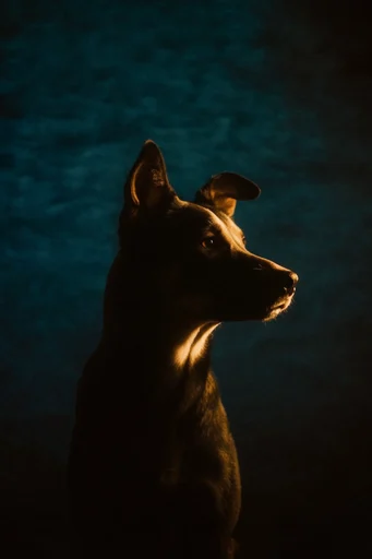 Cinematic Chiaroscuro Noir style reference image — mysterious mood