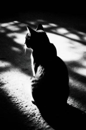Gritty Cinematic Monochrome style reference image — gelatin silver print