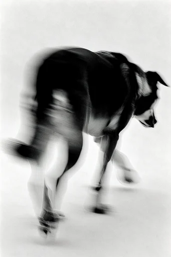 Ethereal Monochrome Motion style reference image — soft focus lens