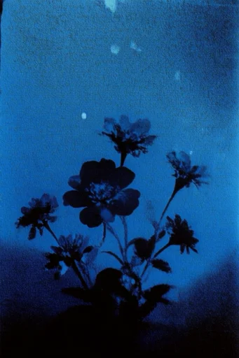 Luminous Nocturnal Grain style reference image — minimalist silhouette