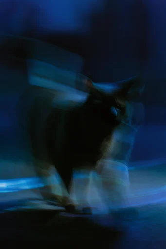 Spectral Nocturnal Motion style reference image — ethereal soft focus glow