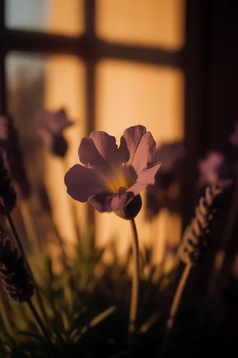 Amber Cinematic Shadowplay style reference image — analog film grain