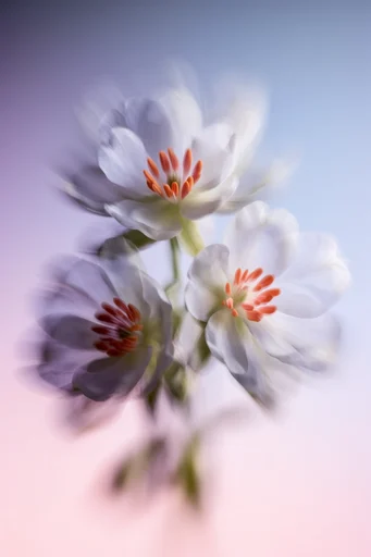Ethereal Pastel Botanical style reference image — minimalist composition