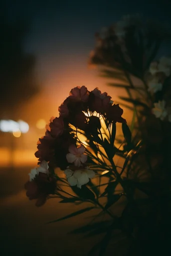 Cinematic Twilight Nostalgia style reference image — atmospheric low-light