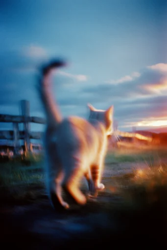 Nocturnal Kinetic Nostalgia style reference image — dreamy soft focus