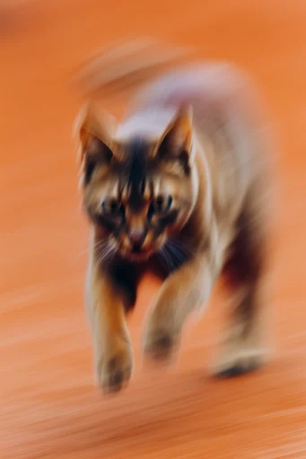 Kinetic Amber Nocturne style reference image — painterly motion streaks