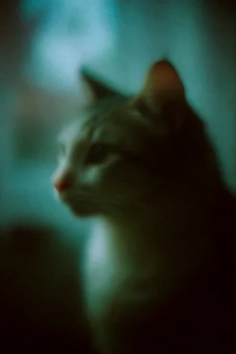 Ethereal Nocturnal Haze style reference image — dreamlike haze