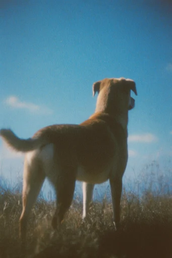 Nostalgic Surrealist Azure style reference image — lo-fi surrealism