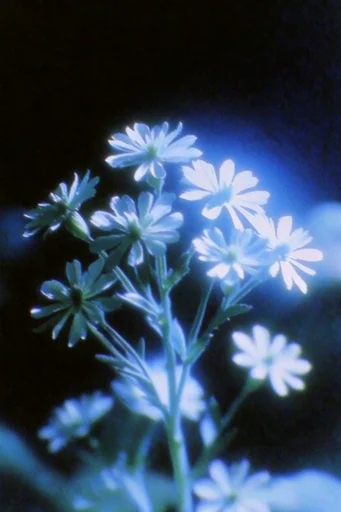 Ethereal Bioluminescent Noir style reference image — lo-fi aesthetic