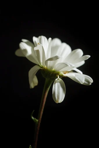 Minimalist Botanical Chiaroscuro style reference image — sharp focus