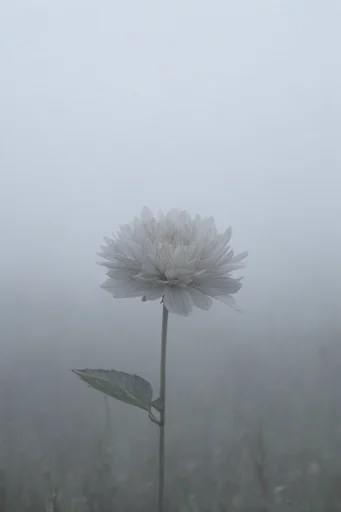 Ethereal Atmospheric Solitude style reference image — cinematic desolation