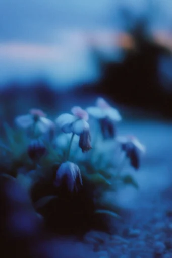 Nocturnal Glitch Melancholy style reference image — lo-fi film grain
