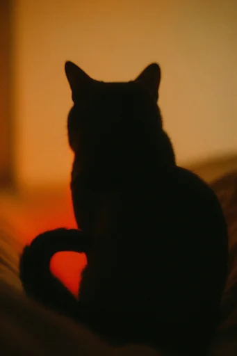 Amber Noir Cinematic style reference image — graphic shadow play
